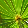 Saw palmetto