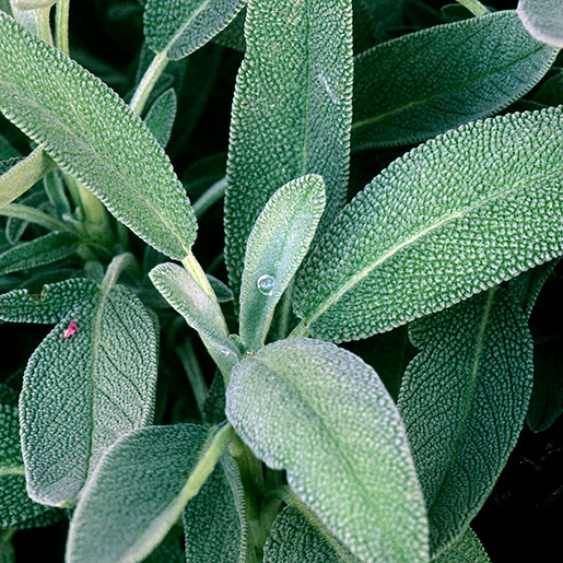 Sage Plant Varieties - Information On Common Types Of Sage Plants