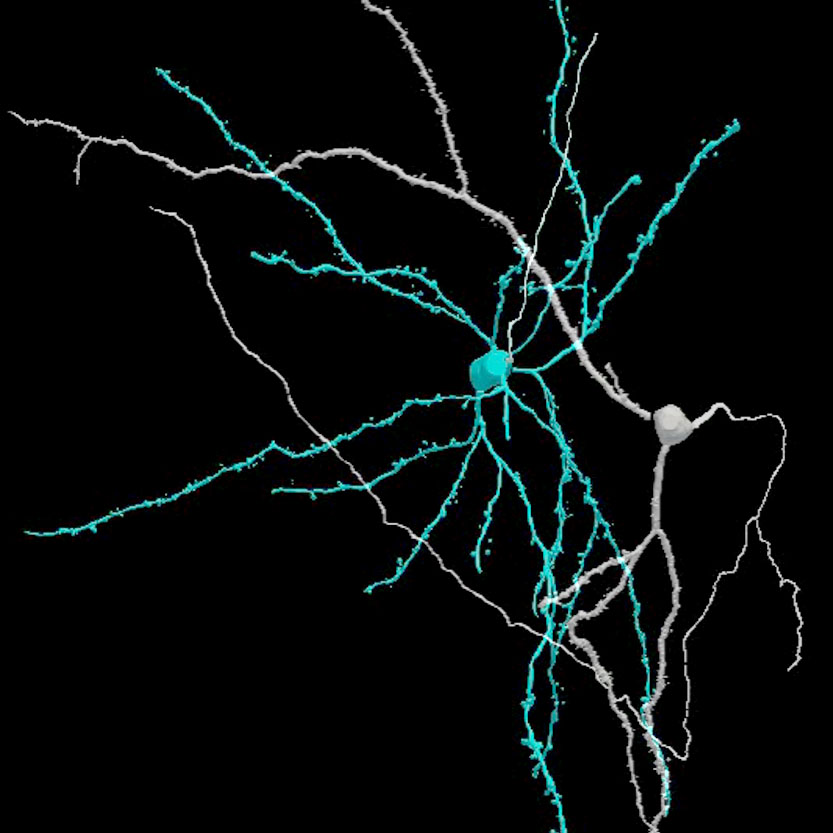 3D reconstruction of nerve cells in the brain’s central amygdala 