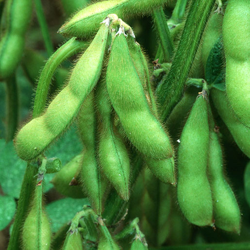 Soy protein helps lower bad cholesterol a small but important