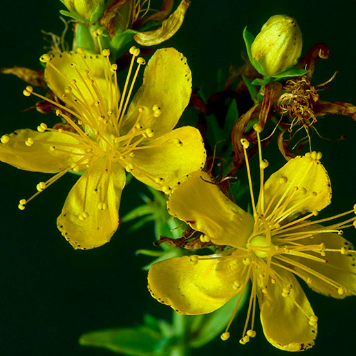 St. John's Wort NCCIH