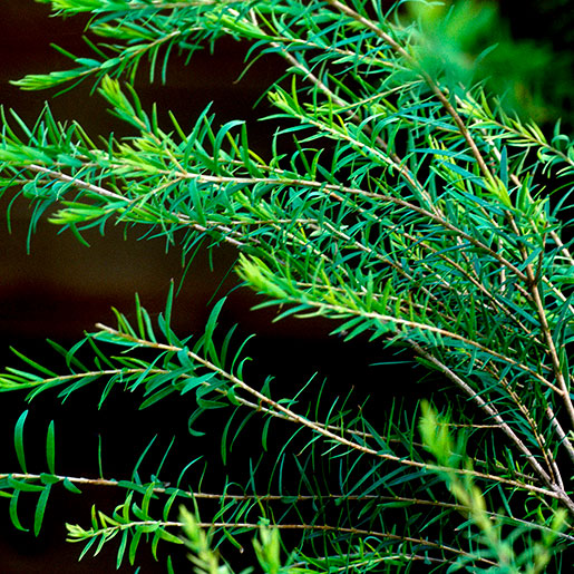 Tea Tree (Melaleuca Alternifolia)