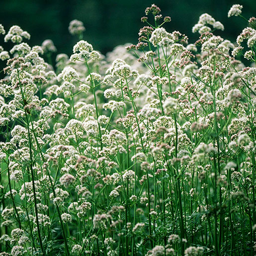 Valerian