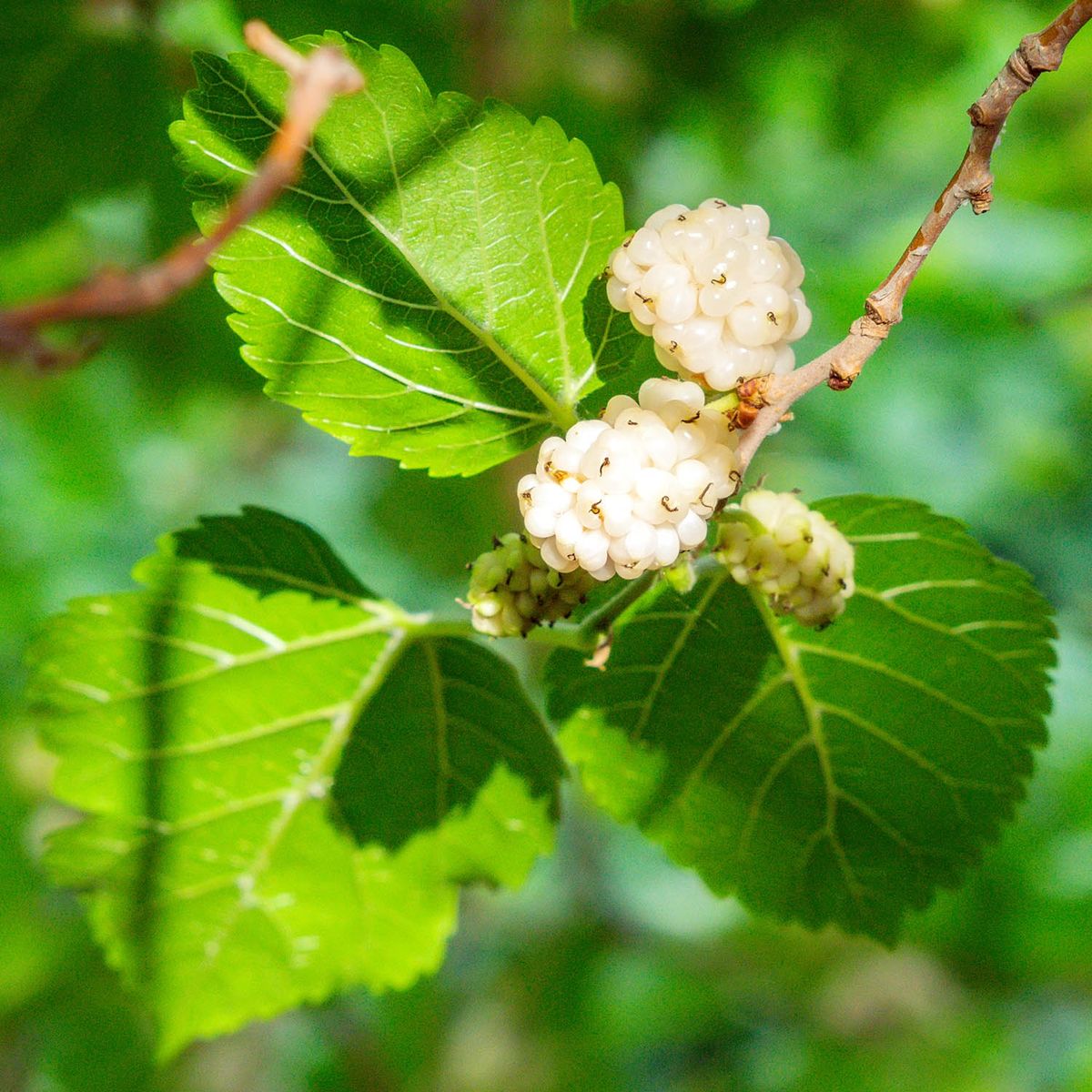 white mulberry berry and leaf