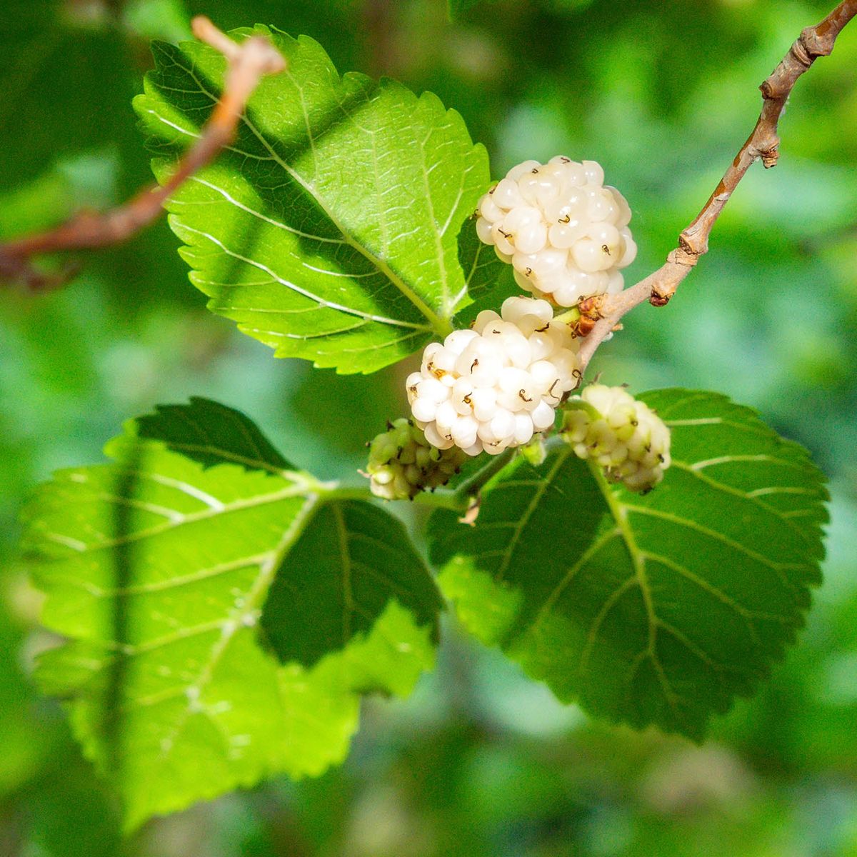 White mulberry deals